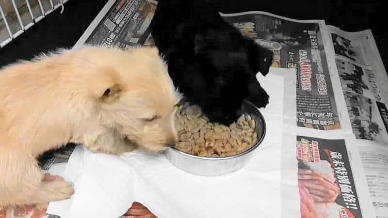 ご飯を仲良く食べているマルイ犬舎のスコティッシュテリアのウィートン(左)とブラック(右)