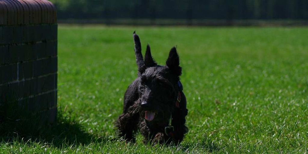 スコティッシュテリアの犬種としての歴史を解説