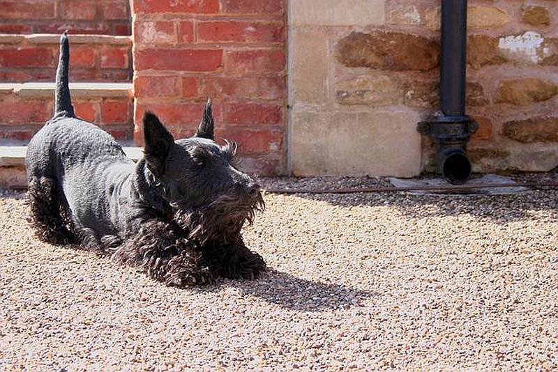 スコティッシュテリアは関節を悪くしやすい犬種