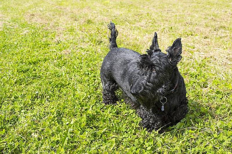 スコティッシュテリアをドックランで遊ばせるのは運動不足解消にもオススメ