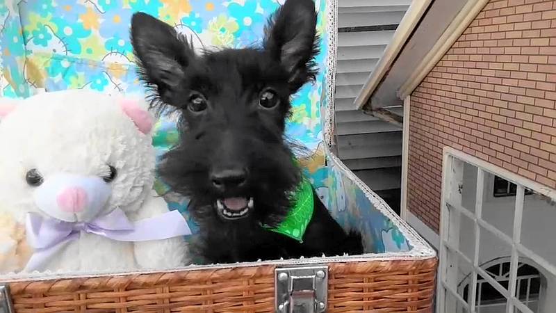 かごの中でぬいぐるみと楽しそうに過ごしているスコティッシュテリアの子犬