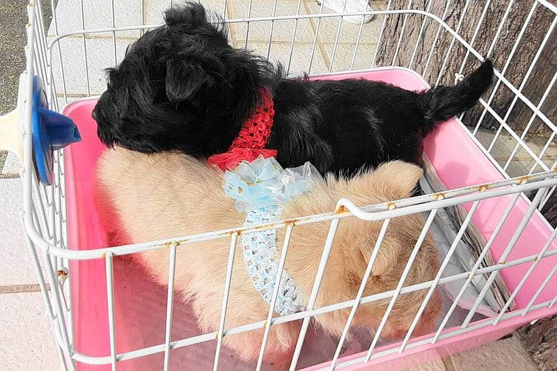 愛犬を1頭ではなく多頭飼育することで留守番中の寂しさを軽減