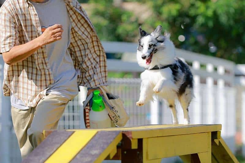 ドックランにある障害物で遊んでいる愛犬