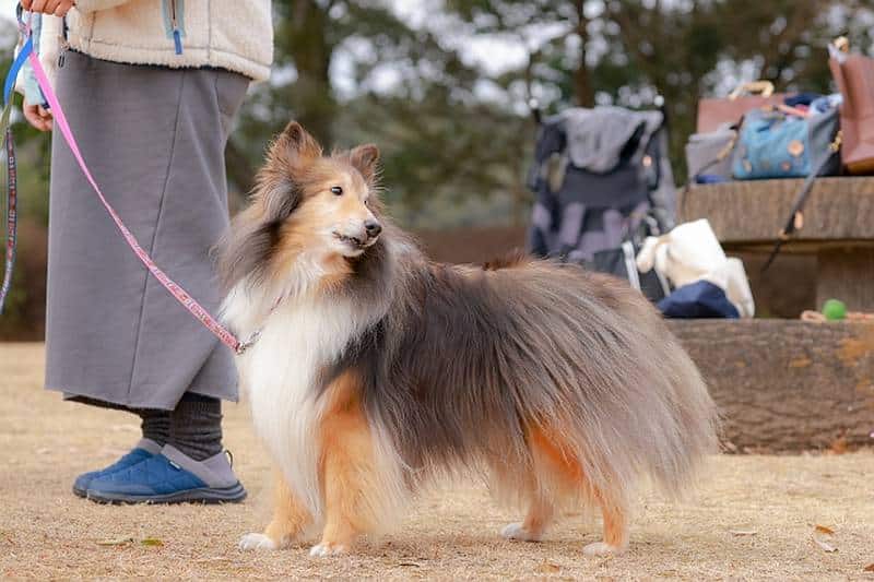 初めてのドックランデビューでは犬がリラックスできるよう飼い主の工夫が大切