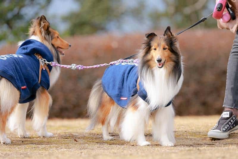 ドックランは犬同士の遊びを通して社会性を身につけられる効果あり