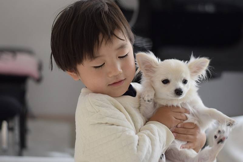 小さな子どもに愛犬を抱っこさせると落としてしまったり、痛める抱き方をしてしまって怪我するおそれあり