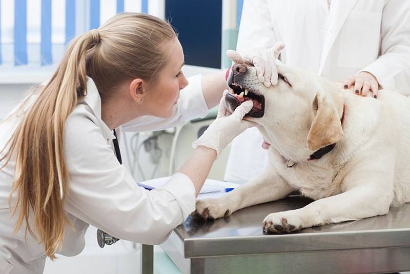 愛犬の歯に対して何かトラブルを感じたら、動物病院で獣医師に診てもらうのが大切