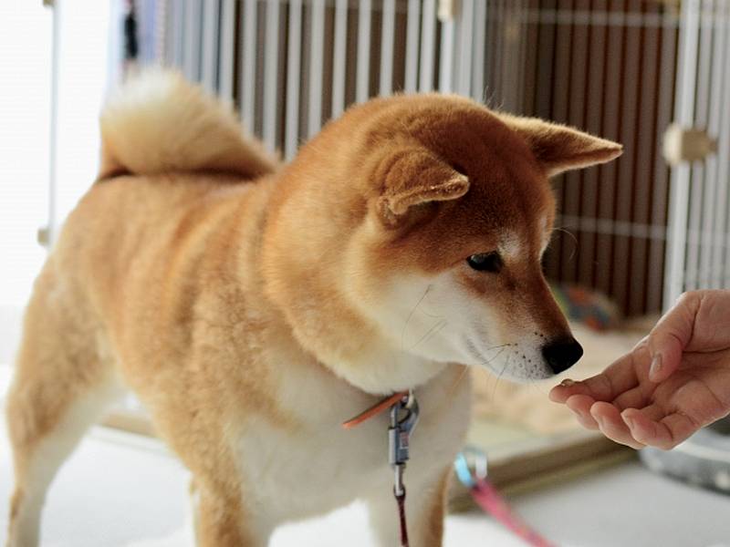 柴犬の前に手を差し出す様子