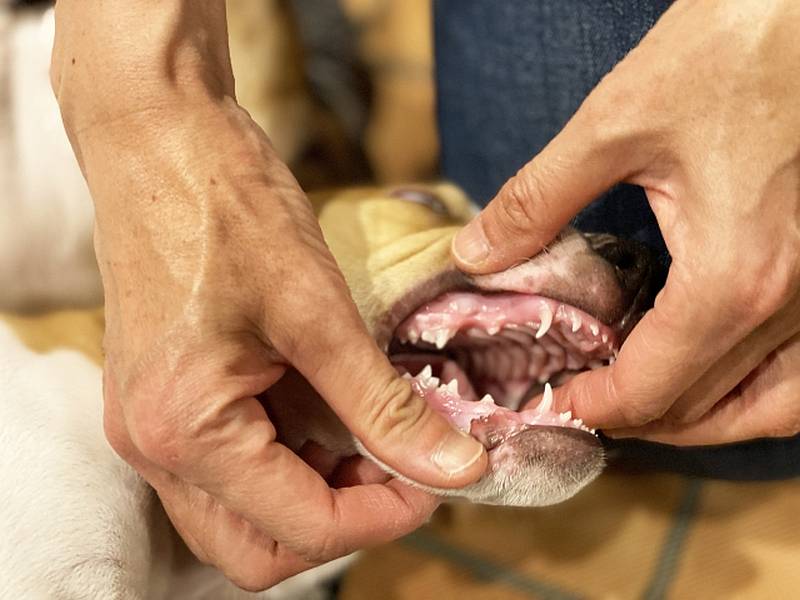 犬の口を開けて歯茎を確認すると、歯石などがこびりついていることが多い