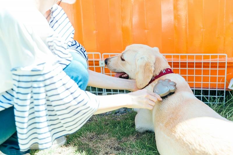 毎日欠かさずに行いたい愛犬のブラッシングなどのお世話