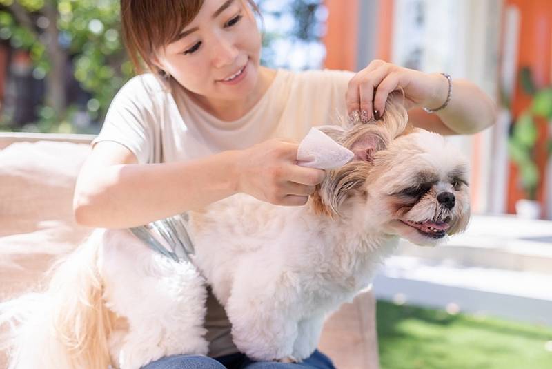 垂れ耳の犬は耳の中で雑菌が繁殖することもあるので注意