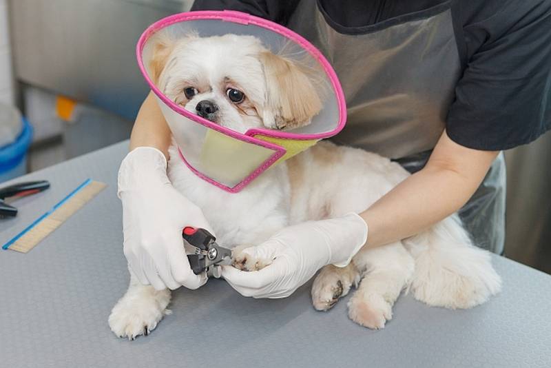 愛犬の爪切りが自分で難しい場合はトリミングサロンなどに依頼するのもおすすめ