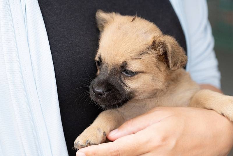 爪切りは犬にとっても苦手でストレスを感じやすいお手入れ