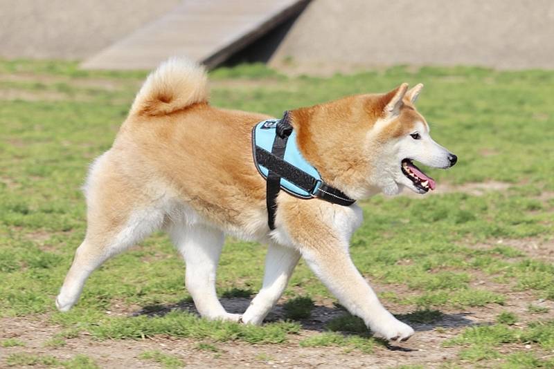 犬にハーネスを装着することで、首への負担軽減