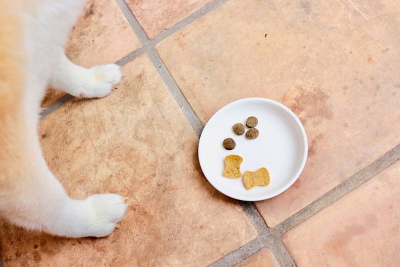 おやつにも手をつけない食欲不振な犬