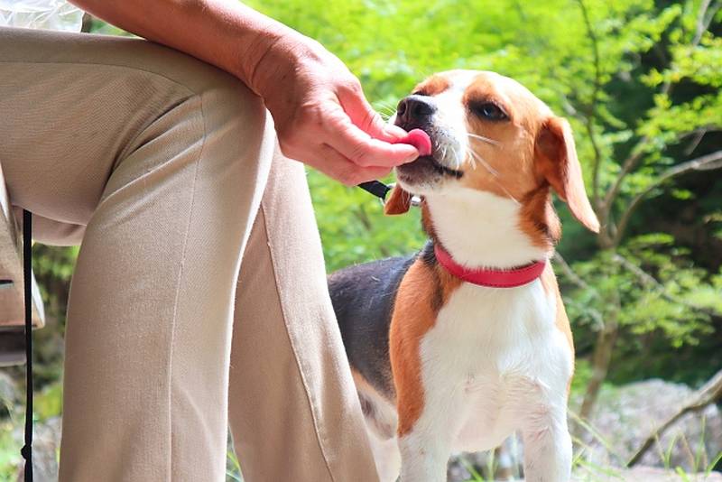 人が食べている食べ物をおやつとして愛犬に与えるのはNG