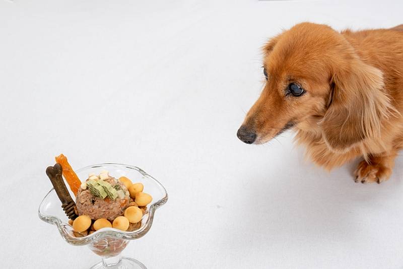 犬に与えても問題ない食材を使って手作りおやつもおすすめ