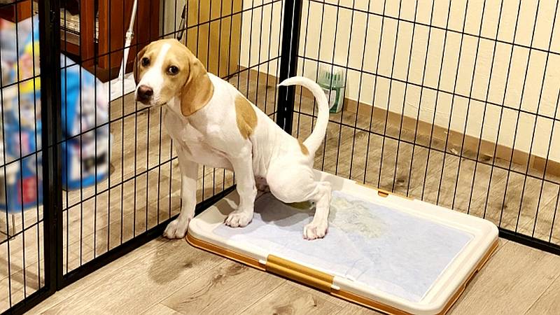 犬に必要な飼育用品のサークル